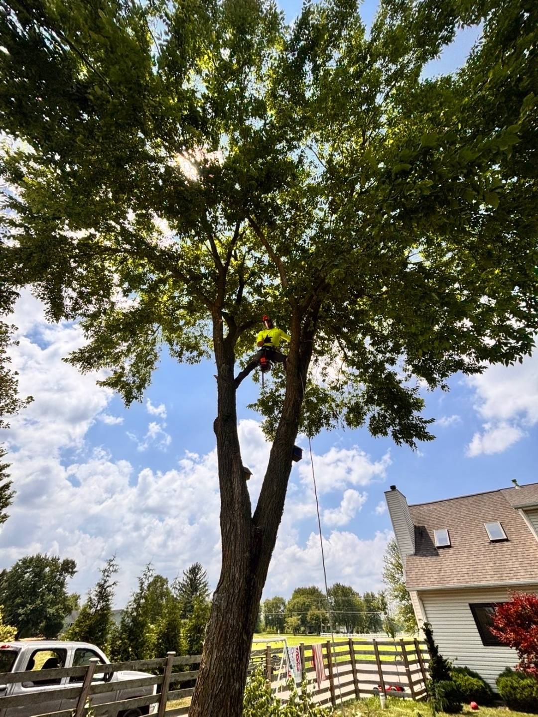 Hole in 1 climber roped into a large tree performing tree removal in central Ohio